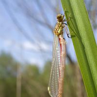 Large Red Damselfly wideangle 3 